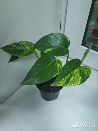 Сциндапсус эпипремнум