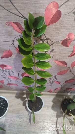 Замиокулькас