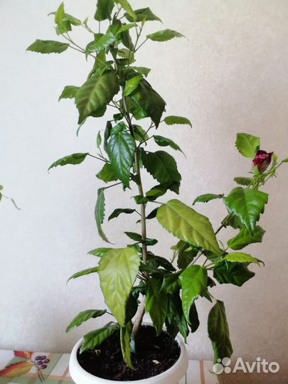 Комнатные растения цветы китайская роза и фикус