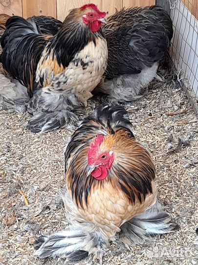 Петухи разных пород на племя