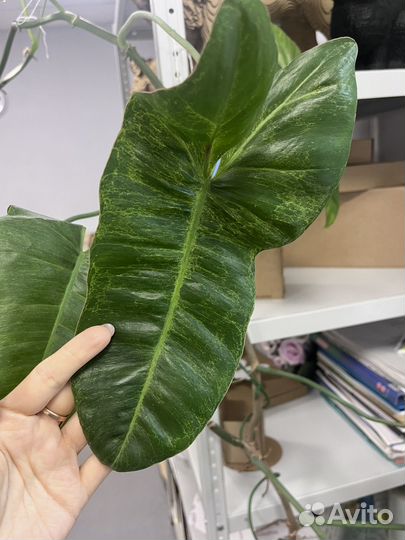 Филодендрон параисо верде