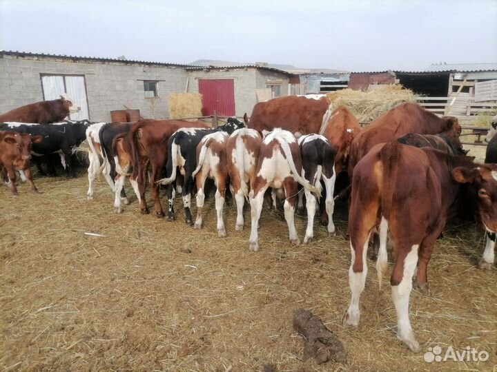 Бычки и телки