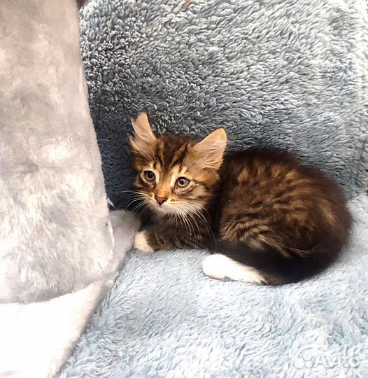 Котенок