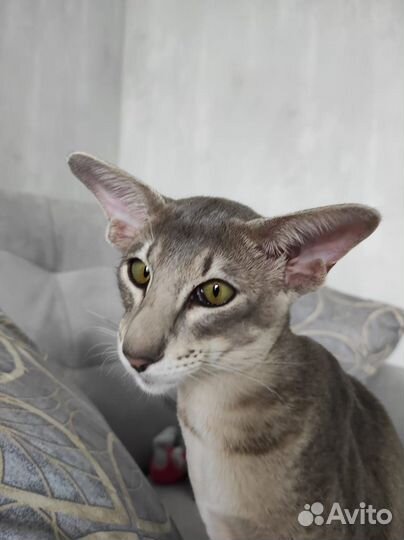 Ориентальный котенок шикарных кровей Купер Бредли