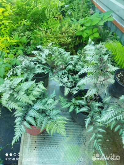 Папоротники