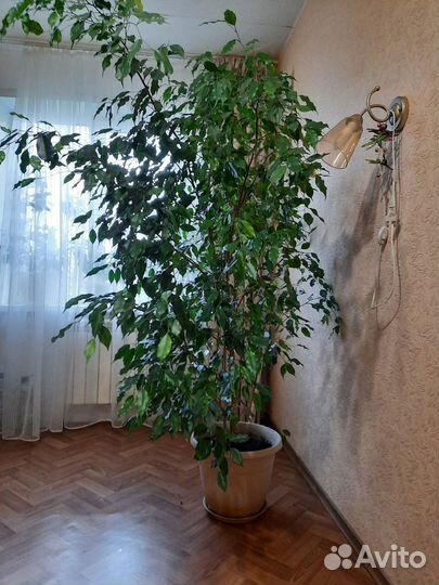 Продам Фикус