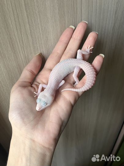 Эублефары Super Diablo Blanco