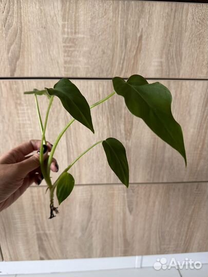 Филодендрон т31, Брандтианум, юкка