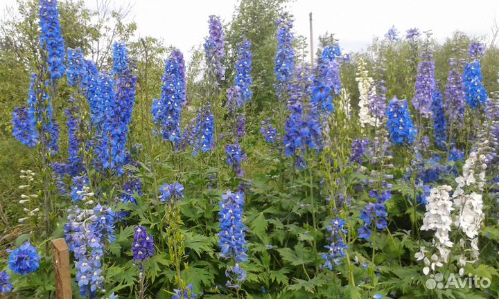 Многолетники