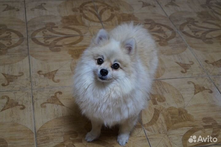 Скромная девочка малого шпица- 3 года