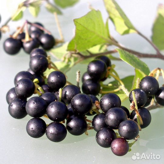 Паслен садовый Санберри (канадская черника)