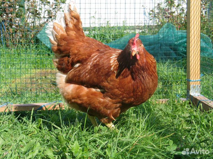 Продам кур молодок