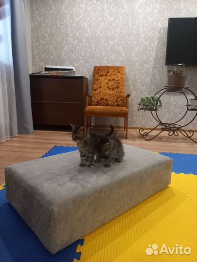 Котята в добрые руки бесплатно