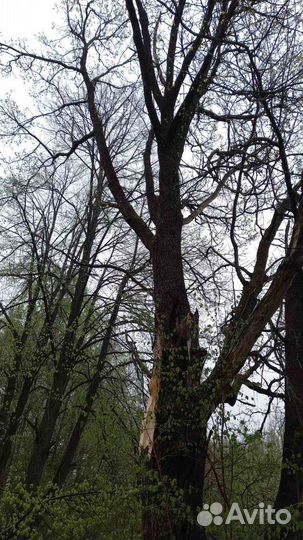 Спил деревьев