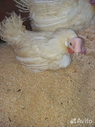 Куры несушки ломан браун