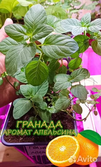 Мята сортовая