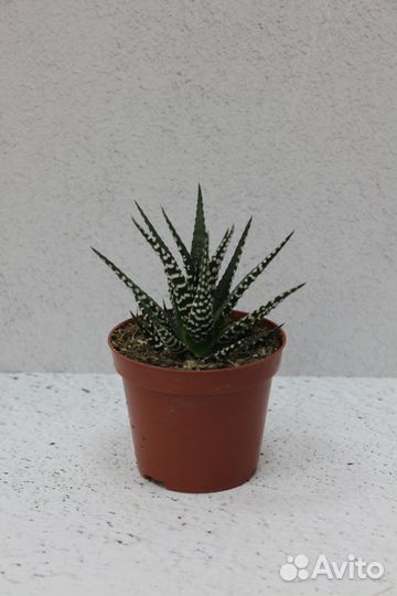 Хавортия в горшке 12