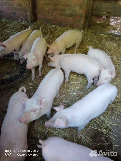 Поросята породы ландрас