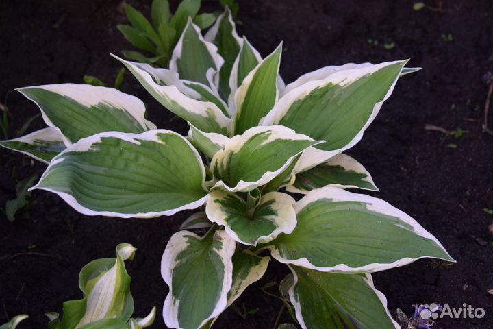 Хоста 7 сортов