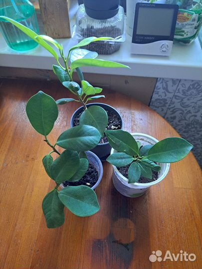 Фикус микрокарпа мокламе