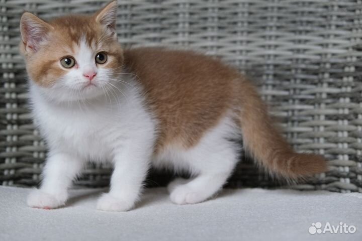Британский котик циннамон биколор