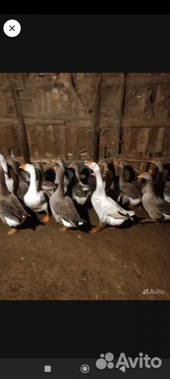 Петушки доминант, кучинские, гуси и утки