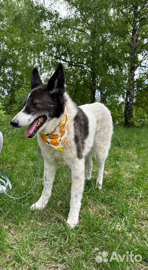 Подарите Тимону счастливую жизнь вне приюта