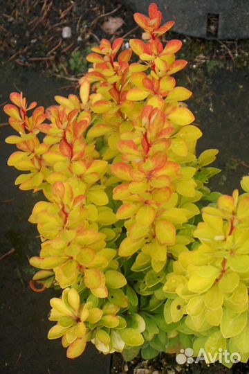 Барбарис тунберга Сенсейшен