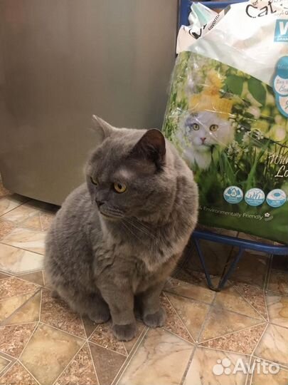 Британский кот