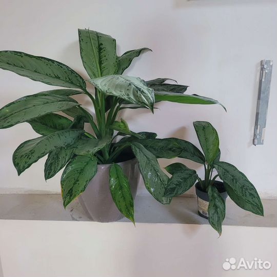 Аглаонема Комнатное растение