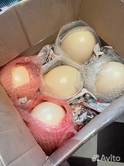 Яйцо страуса