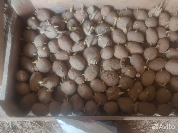 Семенной картофель