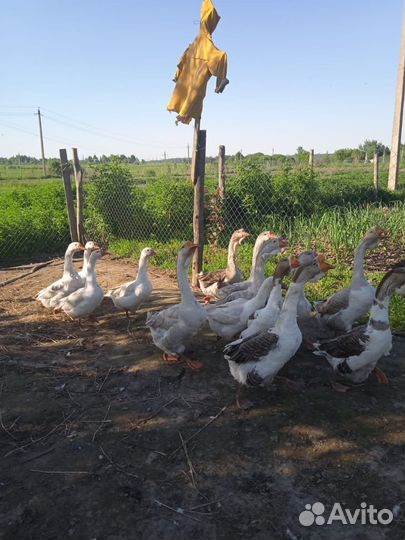 Гуси холмогоры
