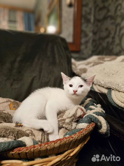 Котята в дар