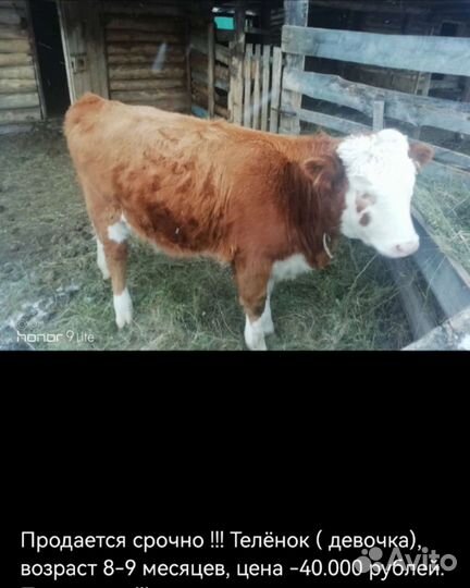 Теленок, Телочка