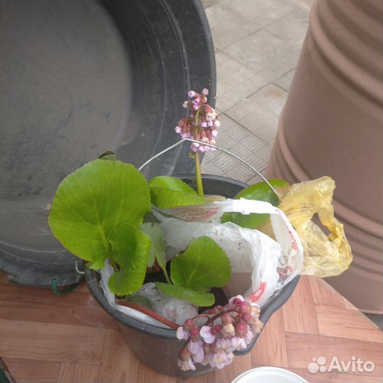 Хоста спирея мелисса бадан