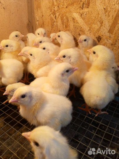 Цыплята бройлеры кобб 500