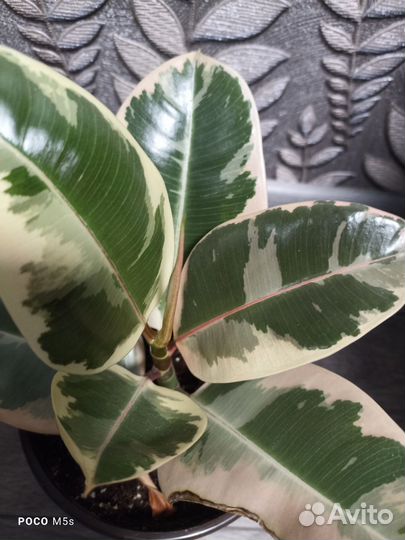 Фикус тенеке