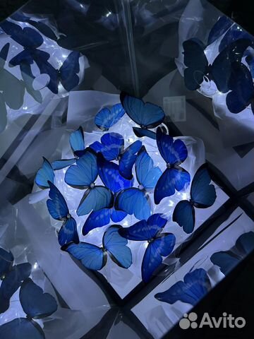 Бабочки в аквариуме объявление продам