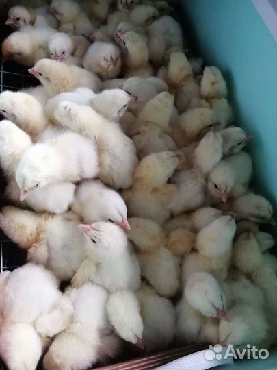 Цыплята бройлера Кобб 500