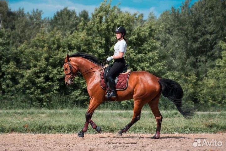 Продается лошадь