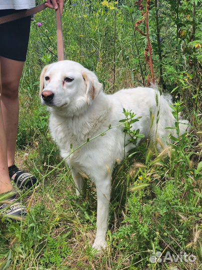 Милашка Белочка