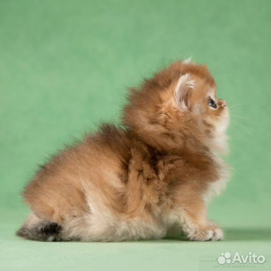 Котята длинношёрстные британские шиншиллы