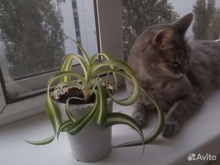 Хлорофитум кудрявый
