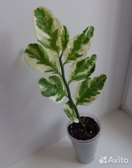 Цветок педилантус