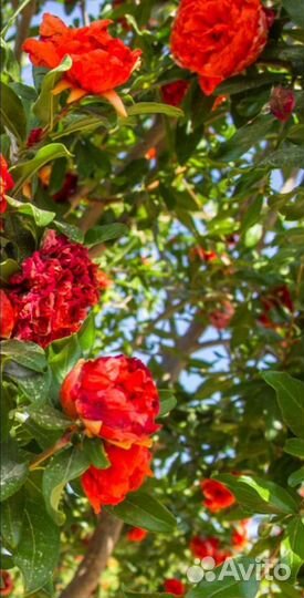 Гранат Punica Flore Pleno