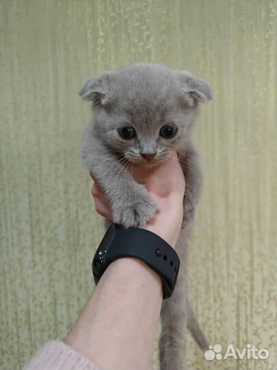 Котята вислоухие