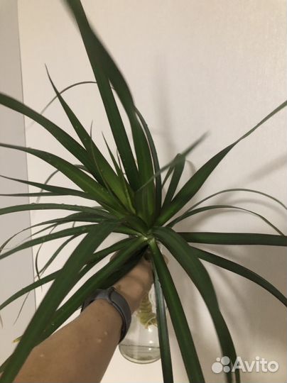 Драцена отростки с корнями