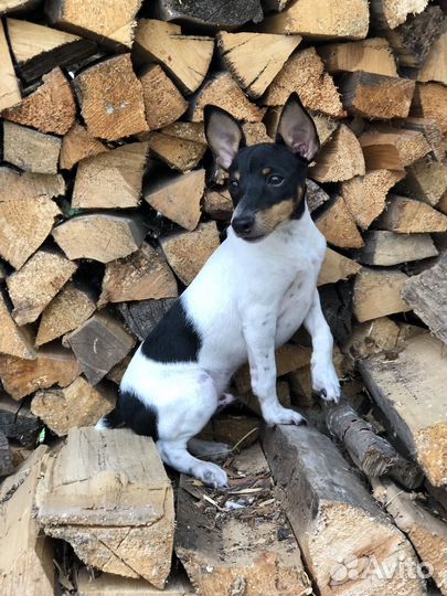 Той фокстерьер