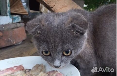 Вислоухое чудо в подарок